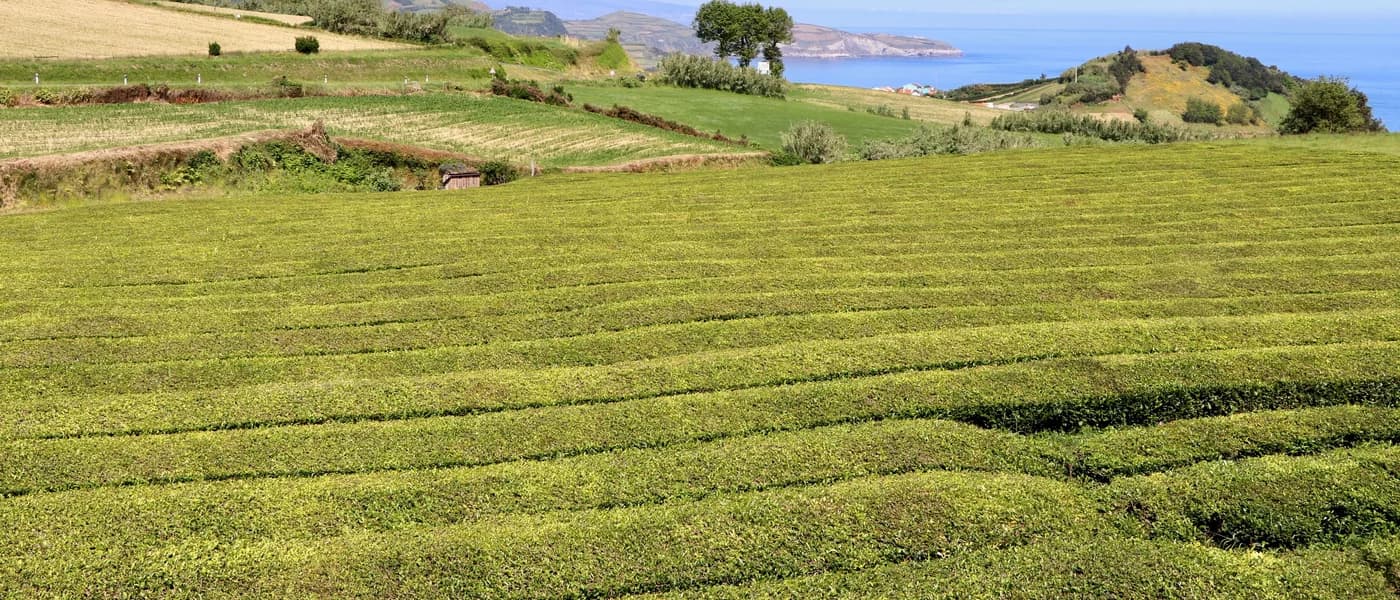 Fábrica de Chá Gorreana