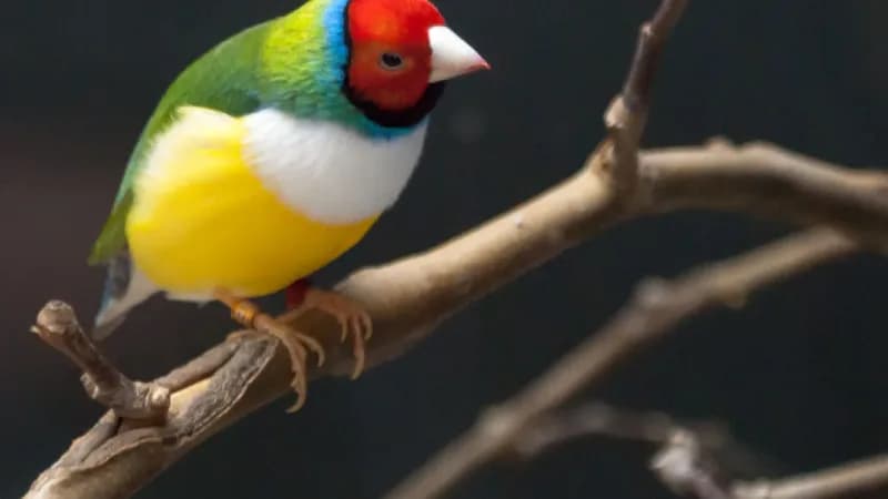 Zoo da Maia