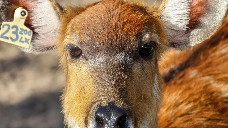 Jardim Zoológico de Lisboa