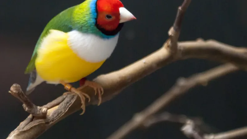 Zoo da Maia